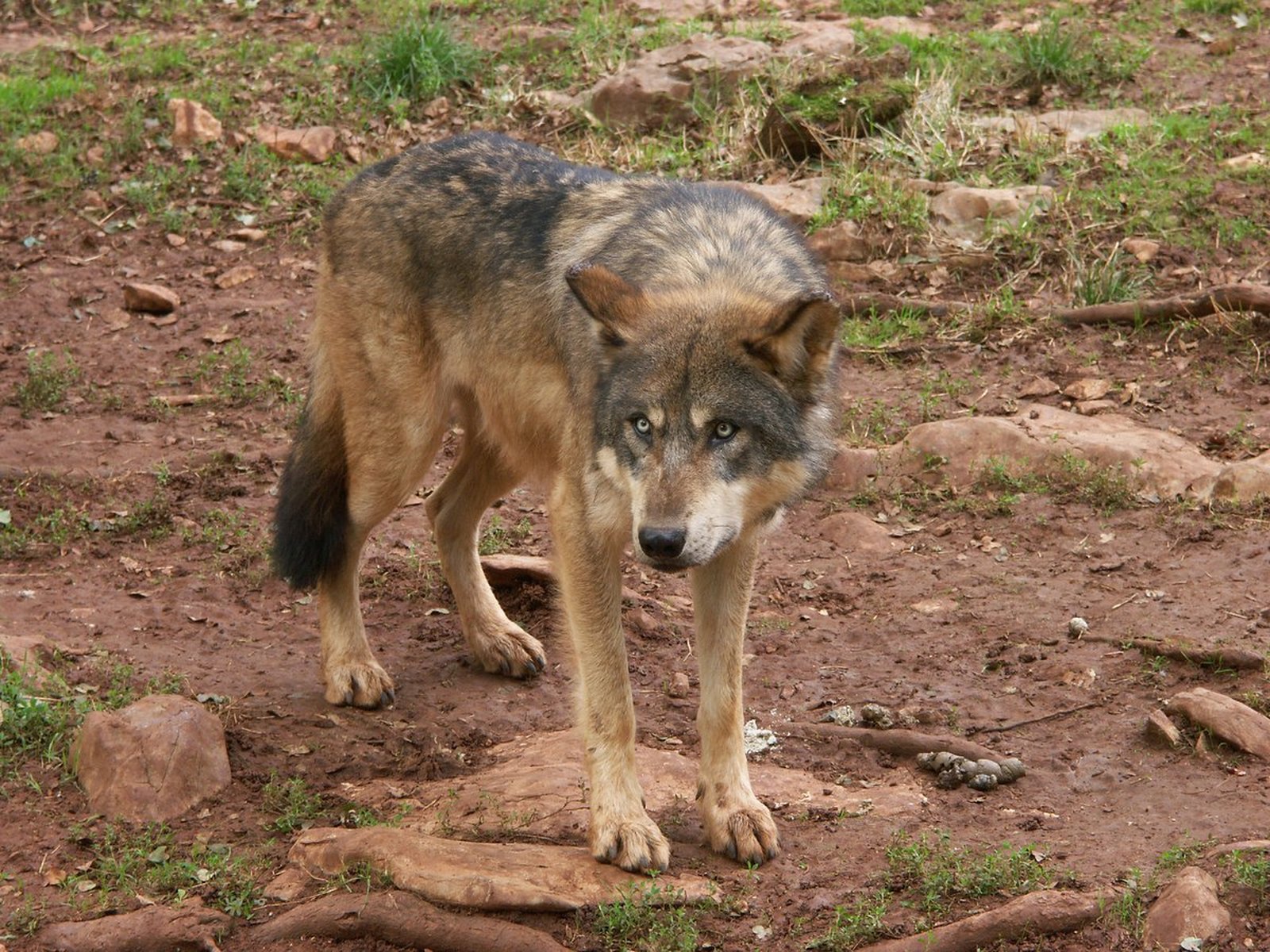 Parc Animalier de Gramat