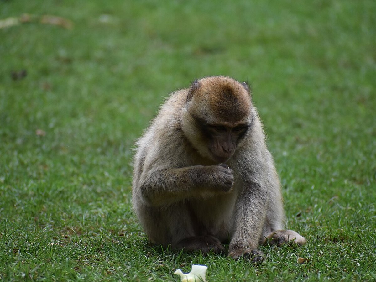 La Forêt des Singes, Rocamadour