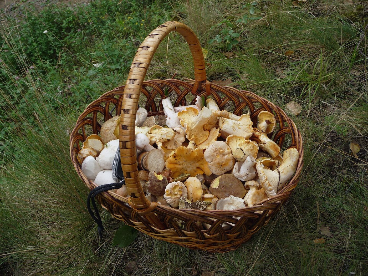Cèpes
