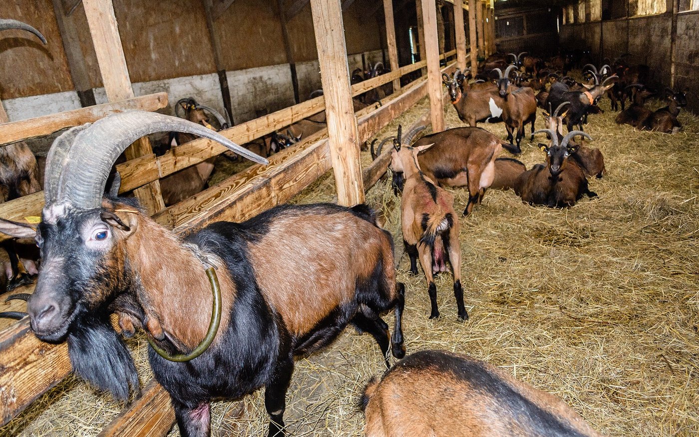 Ferme Bonnamy