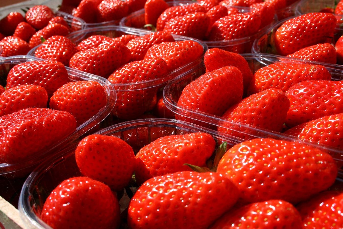 Fraises du Périgord (IGP)