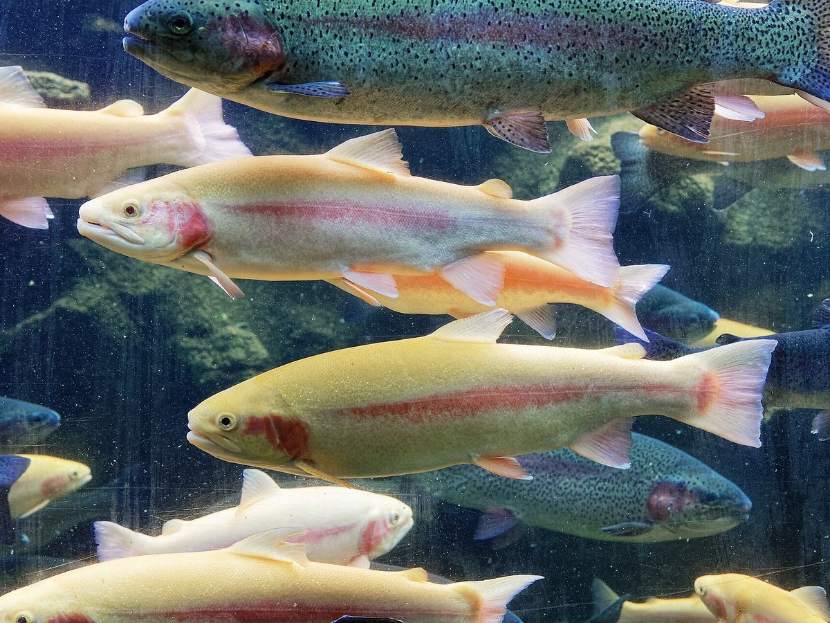 Forellen in een van de bassins