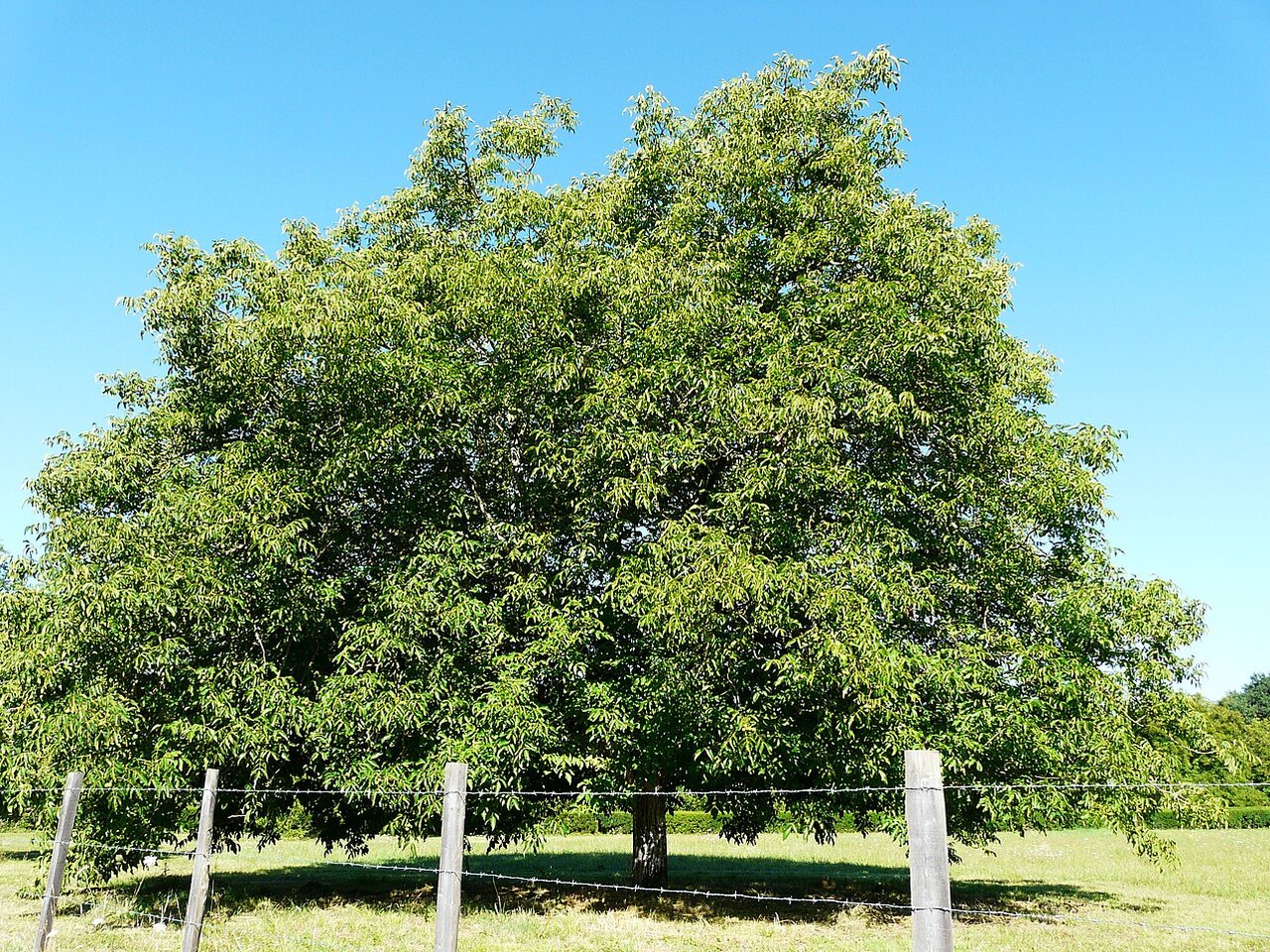 Notenboom in de boomgaard