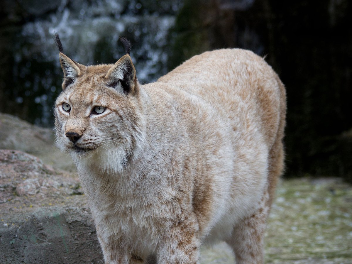 Lynx in het bosgedeelte
