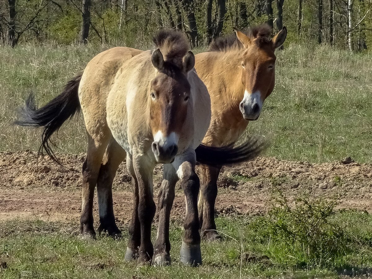 Przewalski-paarden in het park